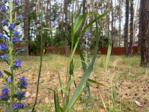 Антонія Михайловського, 10 (г. Буча, Лісова Буча) - Продається ділянка під забудову, 14000 $ за сотку - АФНУ