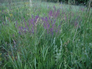 ул. Джерельна (с. Степанки, Харьковский район) - Продається ділянка під забудову, 10000 $ - АФНУ