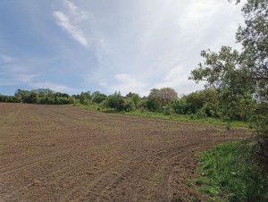 ул. Східна (с. Лесовые Гриновцы, Хмельницкий район) - Продається сільськогосподарська ділянка, 6000 $ - АФНУ